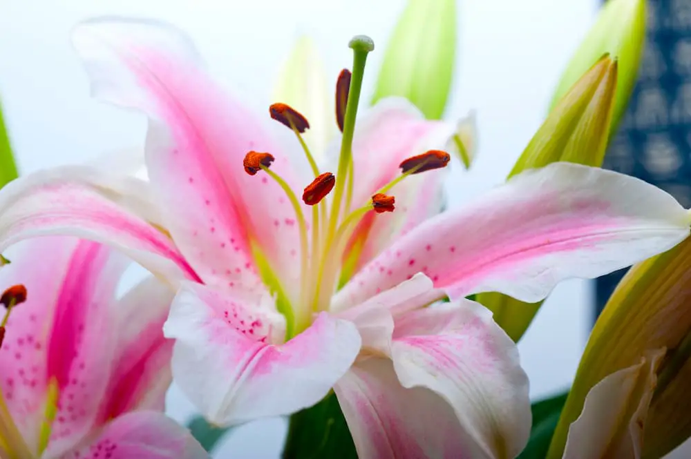 lilies are toxic to cats