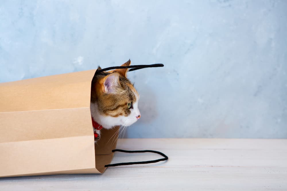 cat playing with paper bag