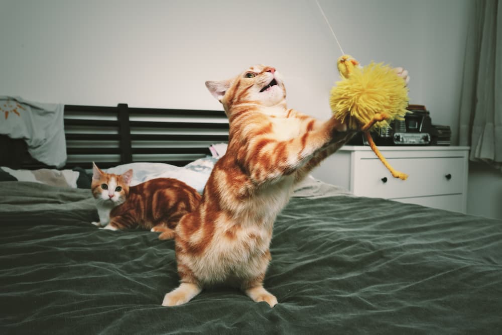 importance of playtime for cats