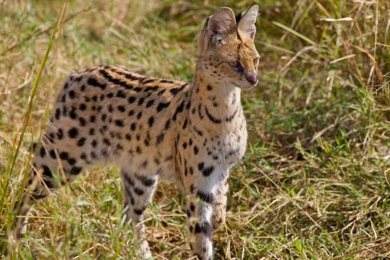 Move Over Cocaine Bear! Exotic Cat Captured with the Drug in His System