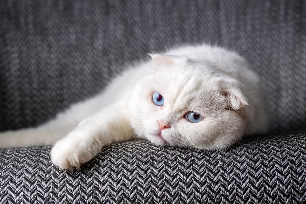 white-scottish-fold-cat-blue-eyed-cat-far-away-t-2022-12-07-00-30-37-utc-1