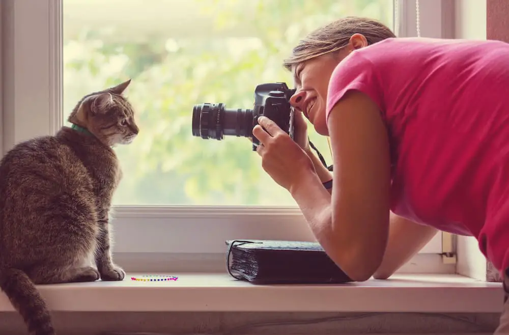 work with cats pet photographer
