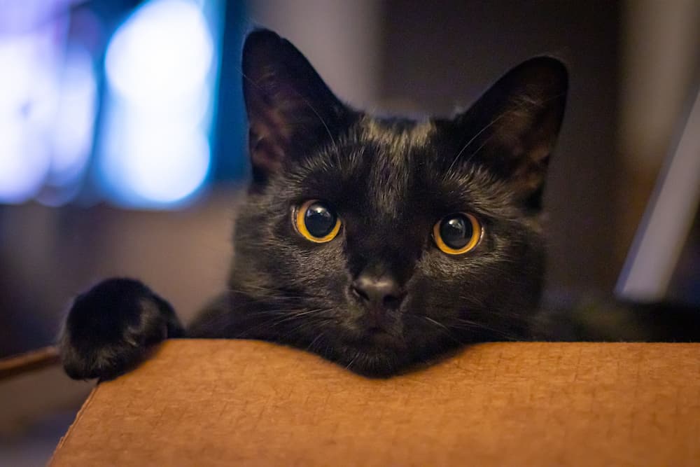 cute-black-cat-portrait-2022-10-08-16-05-29-utc-1