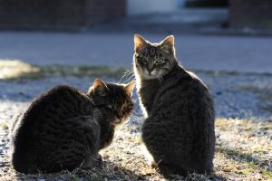 Feral vs. Stray: Decoding Outdoor Cats