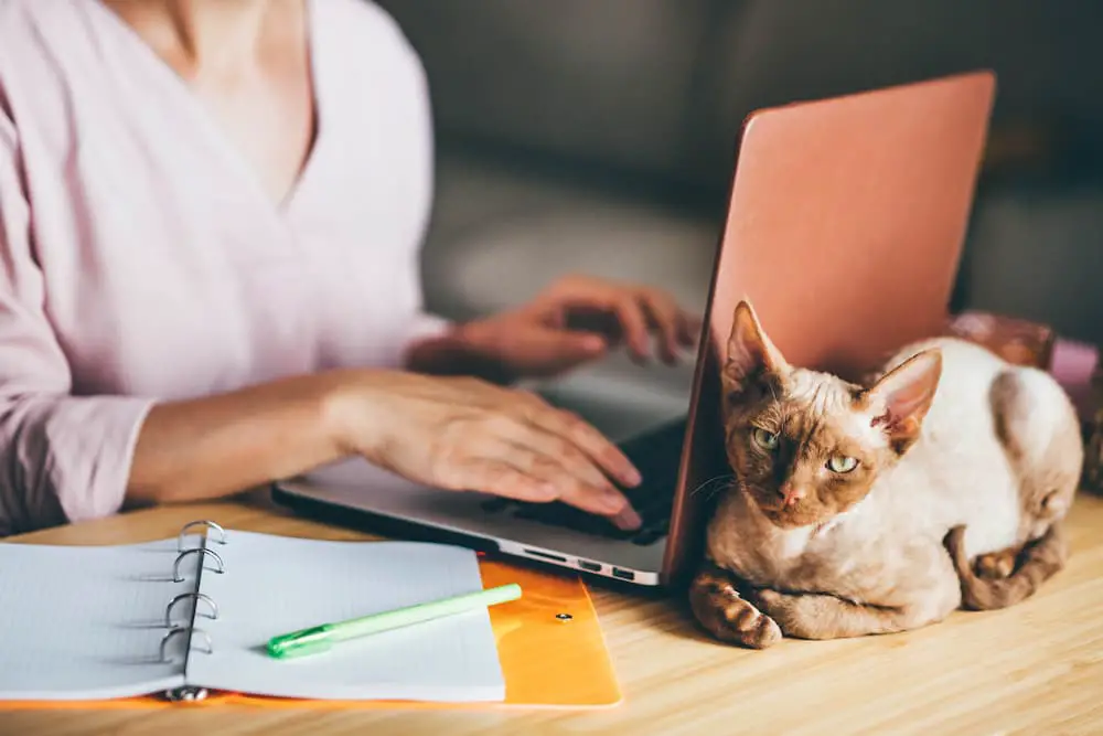 work with your cat remote employee