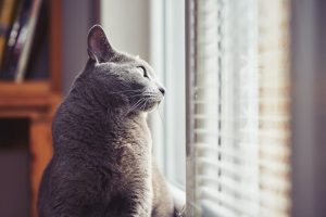 Why Does My Cat Ignore Me?