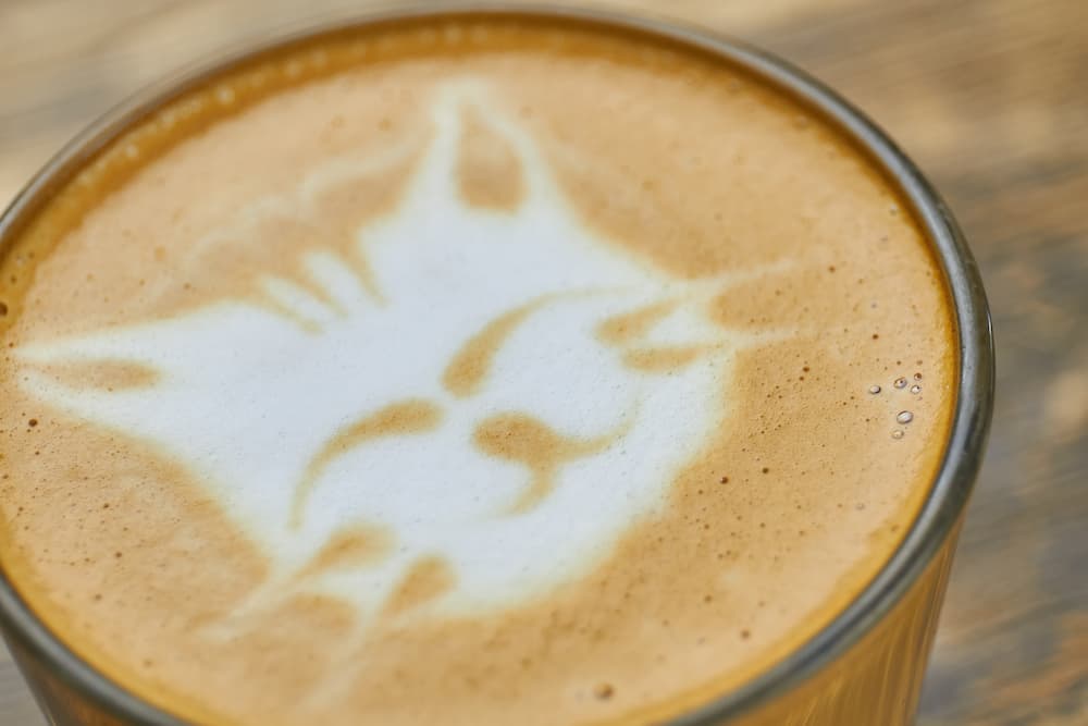 latte-art-cat-2021-08-31-17-04-16-utc-1