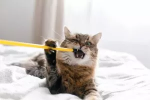 The Top 10 Must-Have Cat Toys for Happy and Healthy Feline Fun