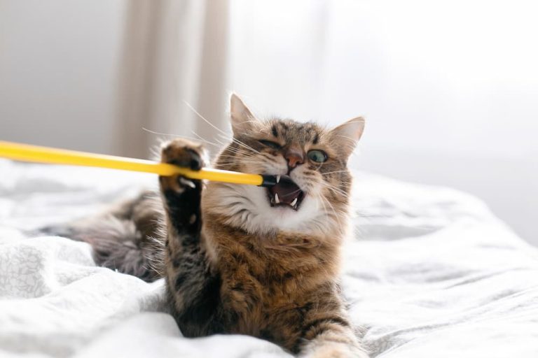 The Top 10 Must-Have Cat Toys for Happy and Healthy Feline Fun