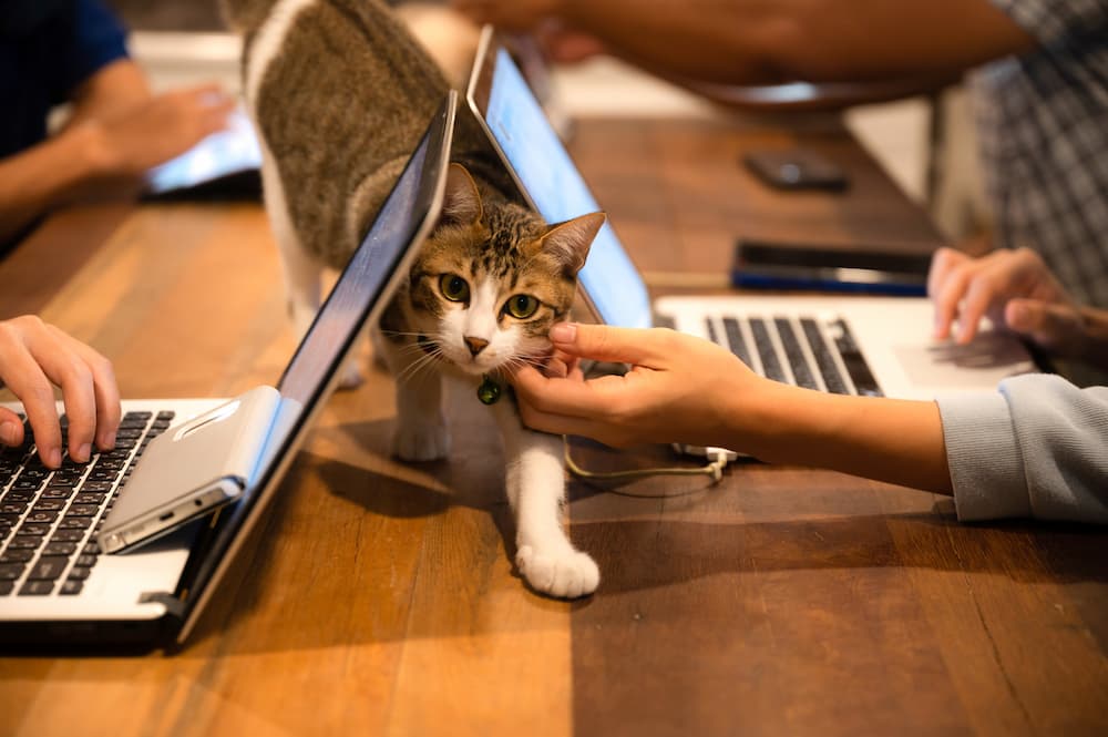 office cats can benefit employees and businesses in several ways