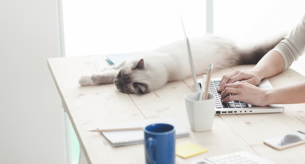 office cats