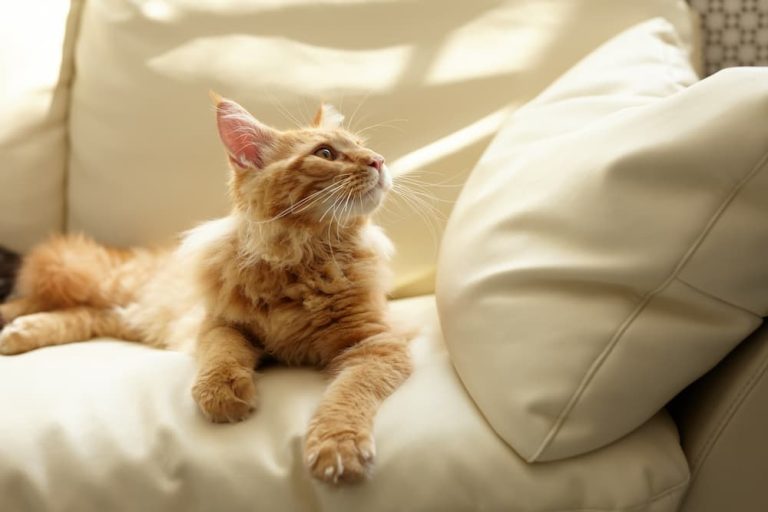 The Essential Guide to Caring for Your Senior Cat: Tips for a Long and Happy Life