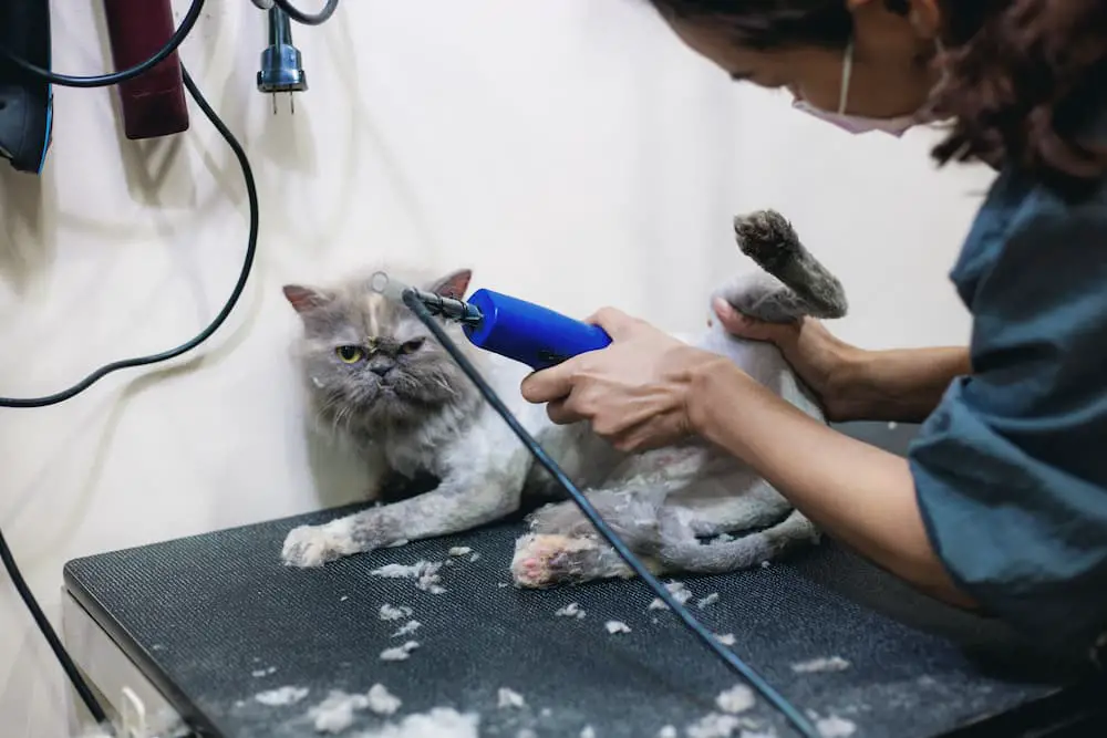 cat jobs cat groomer