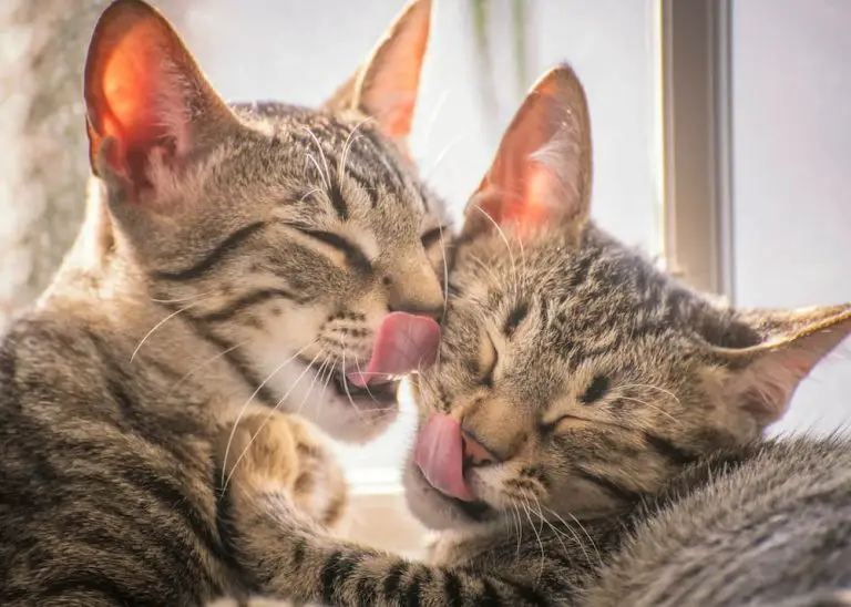Myths and Facts About FIV+ Cats: Debunking Misconceptions