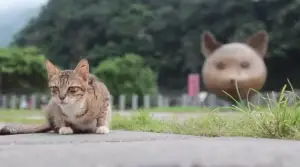 Cat-Lover’s Paradise: The Best Cat-Friendly Cities in the World