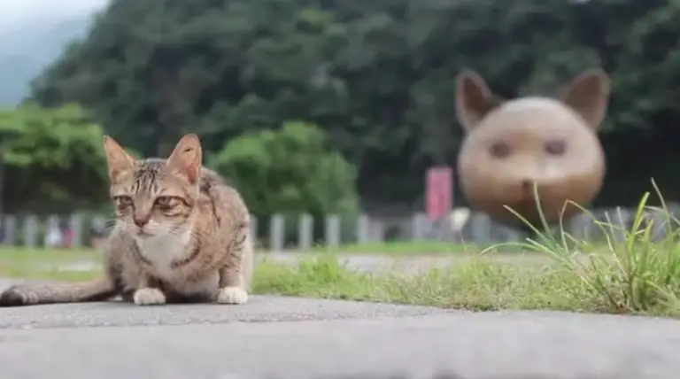 Cat-Lover’s Paradise: The Best Cat-Friendly Cities in the World