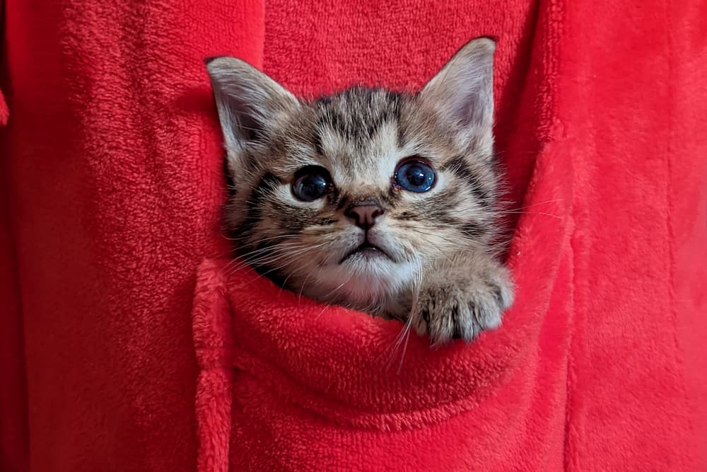 an-adorable-tabby-cat-kitten-with-blue-eyes-peakin-2022-11-14-04-07-40-utc-1