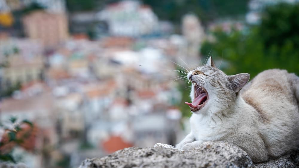 cat-friendly city Rome