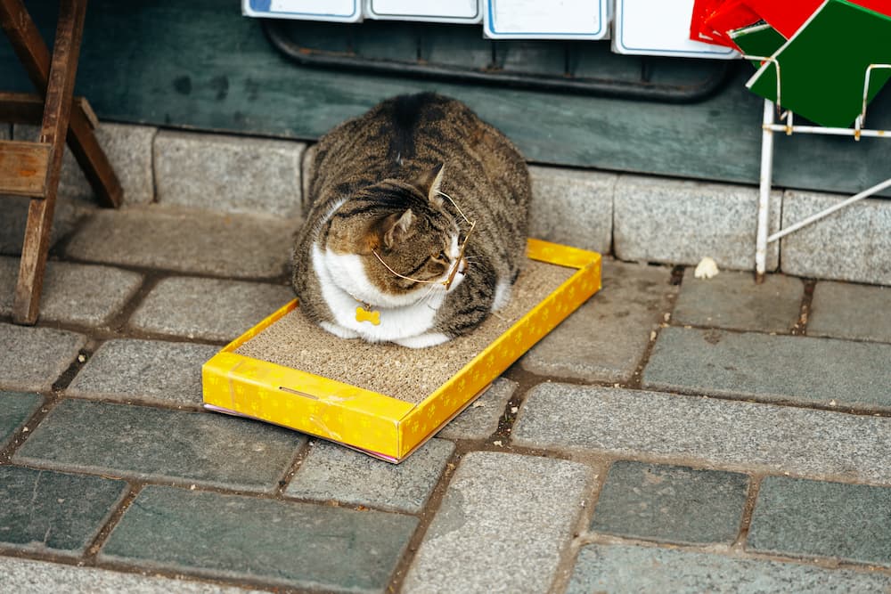 cat-friendly city istanbul