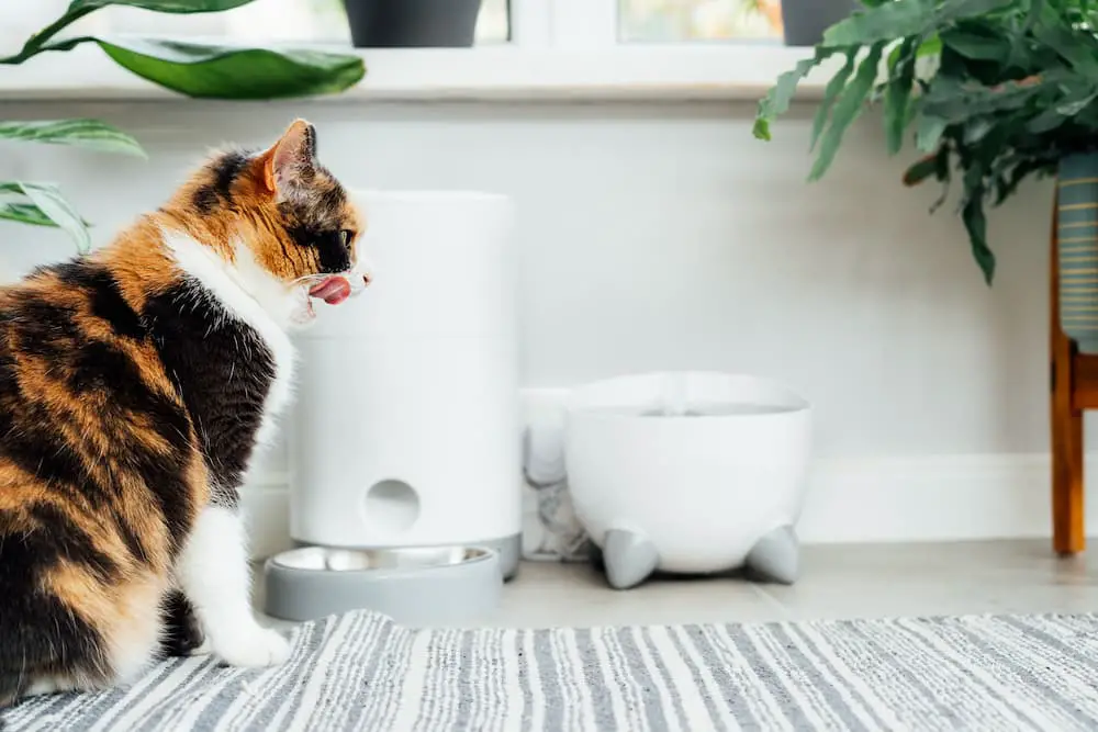 best cat water fountains