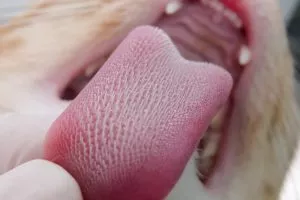 The 10 Wonders of a Cat’s Tongue