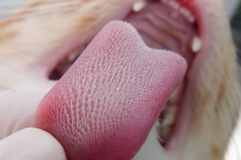 cat tongue