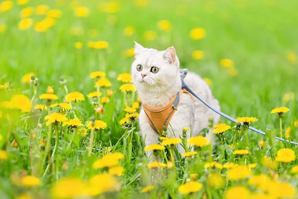 11 Best Cat Harnesses That Keep Your Kitty Comfortable