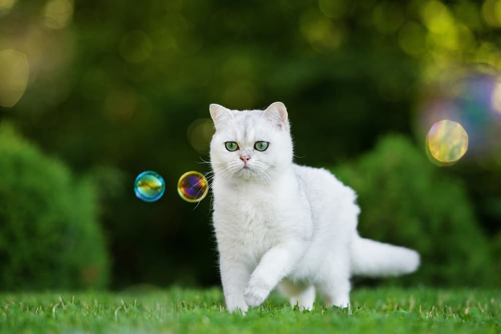 your cat will love leaping and pouncing on catnip bubbles