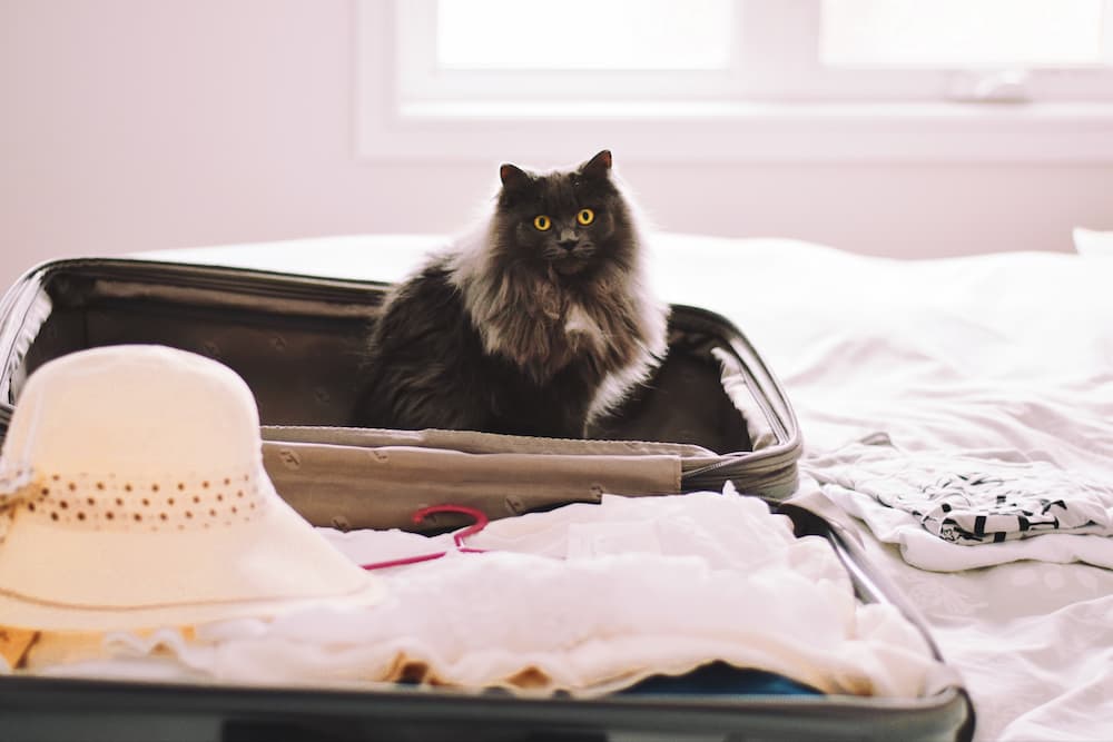 traveling with your cat this summer