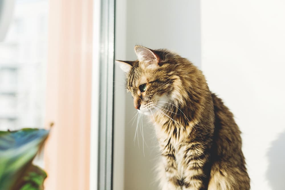cute-tabby-cat-sitting-on-window-sill-in-warm-sunn-2022-02-02-03-56-52-utc-1