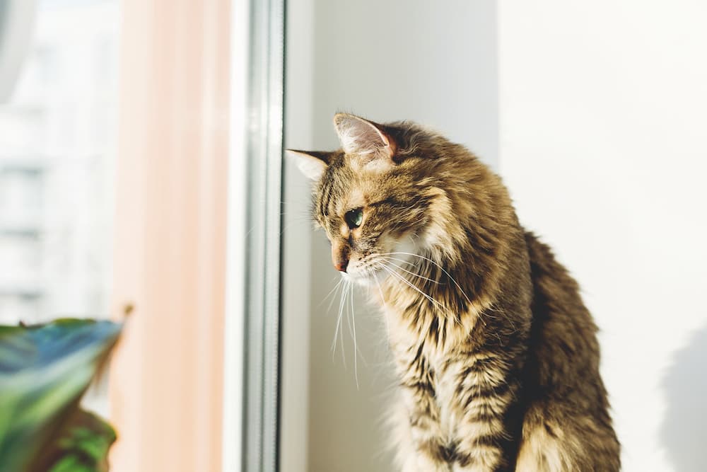 cat by window