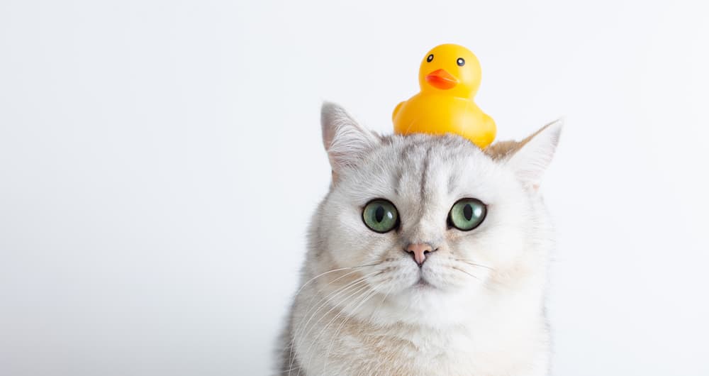 funny-white-cat-with-a-yellow-rubber-duck-on-his-h-2022-12-06-01-18-29-utc-1