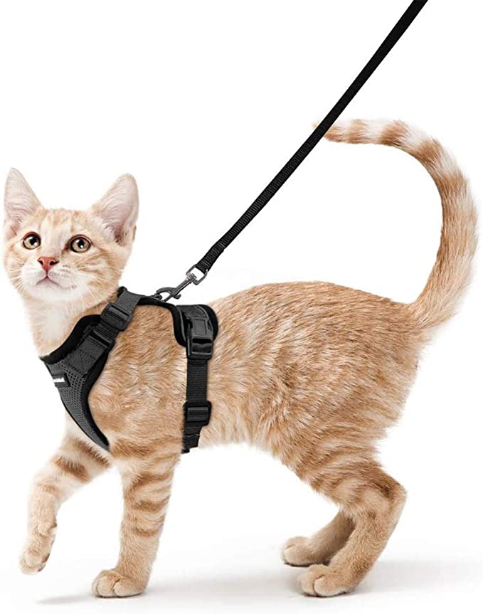 rabbitgoo-cat-harness