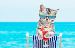 3 Healthy and Refreshing Summer Treats for Cats