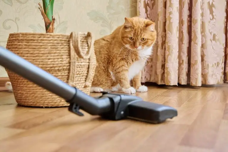 Our Top Picks: 5 Vacuums for Tackling Cat Hair and Litter
