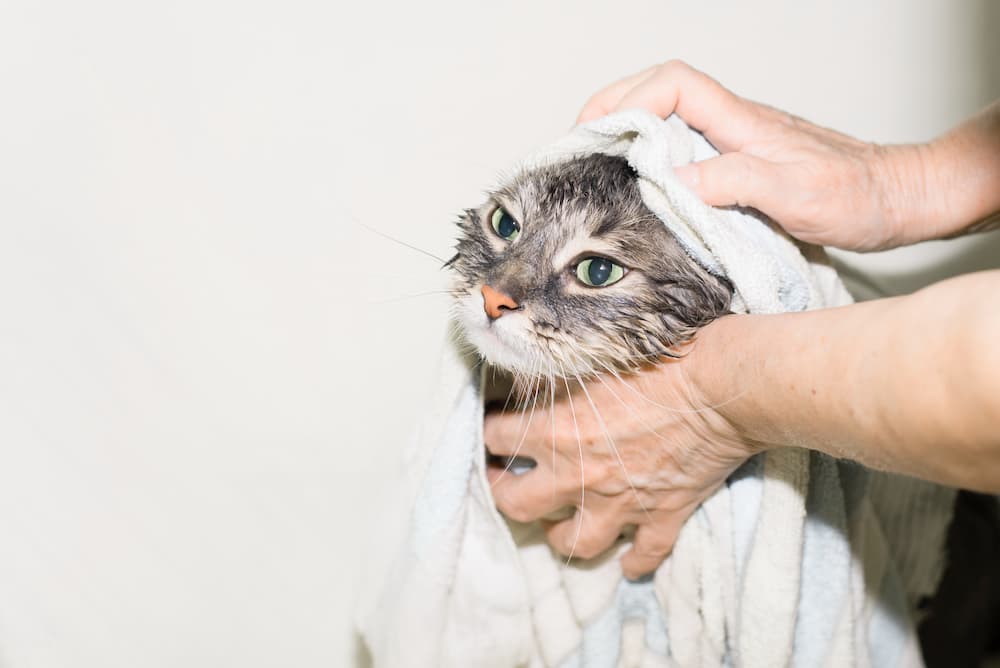 cat bath