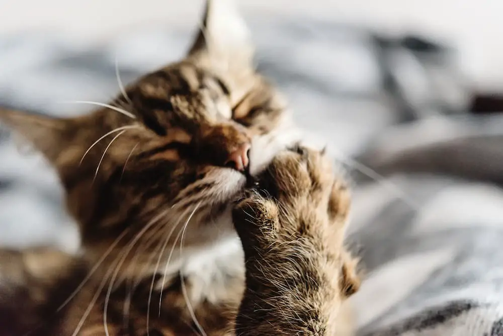 beautiful-cute-cat-licking-his-paw-on-stylish-bed-2021-08-29-09-32-13-utc-1
