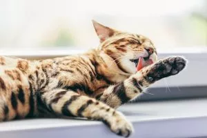 Why Do Cats Groom Themselves So Often? A Look at Cats’ Grooming Habits