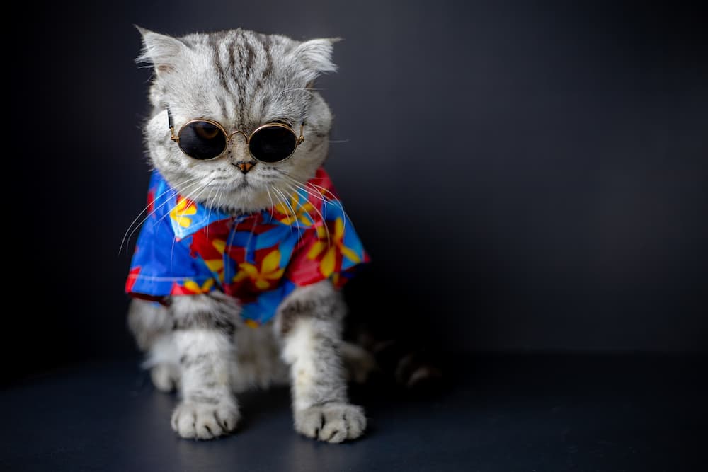 creating an instagram for your cat, cat wearing sunglasses and hawaiian shirt because he's famous now