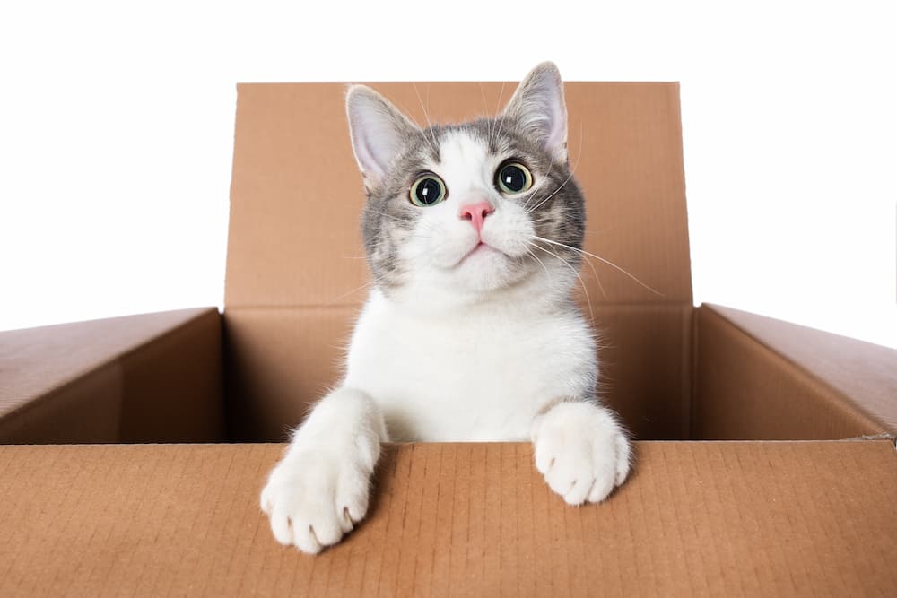 cat waits inside shipping box for the prime day deals for cats