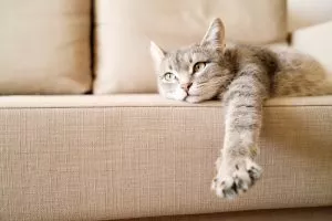 Rover Reveals Most Popular Cat Breeds of 2023 + Fascinating Traits of Cat Owners