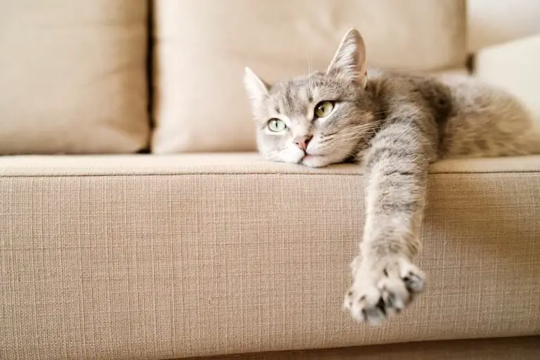 Rover Reveals Most Popular Cat Breeds of 2023 + Fascinating Traits of Cat Owners