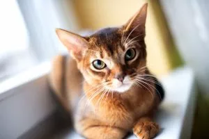 Top 6 Cat Calming Products for Stress-Free Feline Living