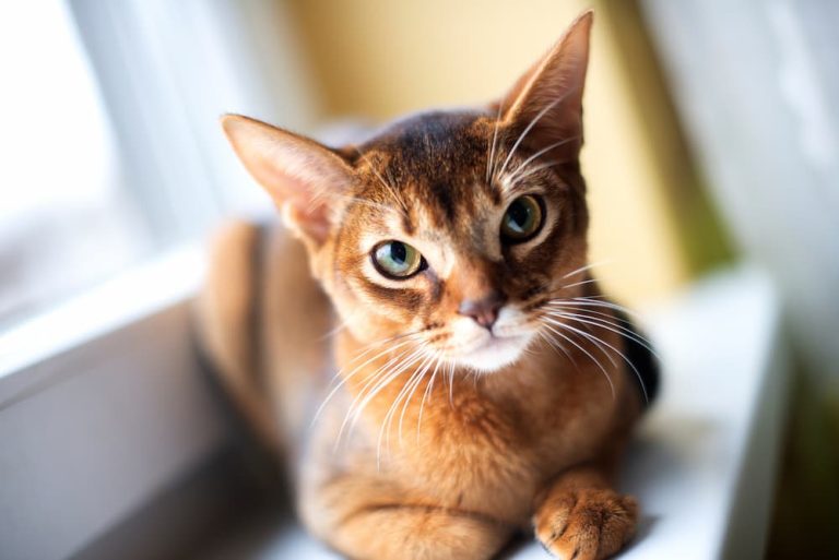 Top 6 Cat Calming Products for Stress-Free Feline Living