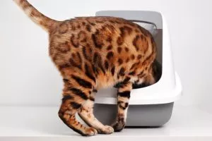 Cat Pee Problems: Solving the Mystery of Inappropriate Elimination