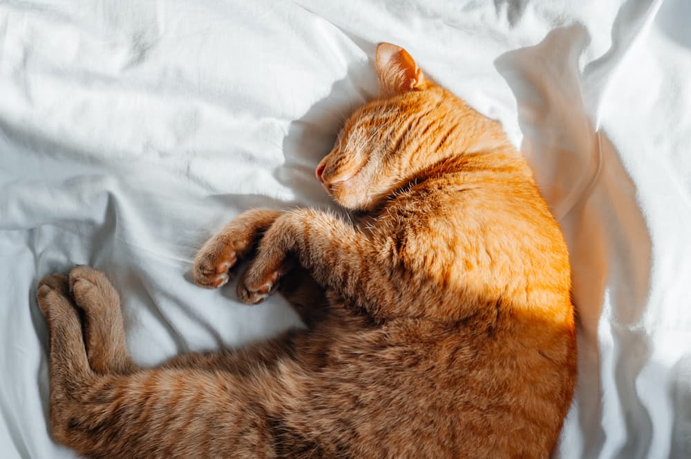 cute-ginger-cat-sleeps-on-the-bed-2023-05-30-04-35-20-utc-1