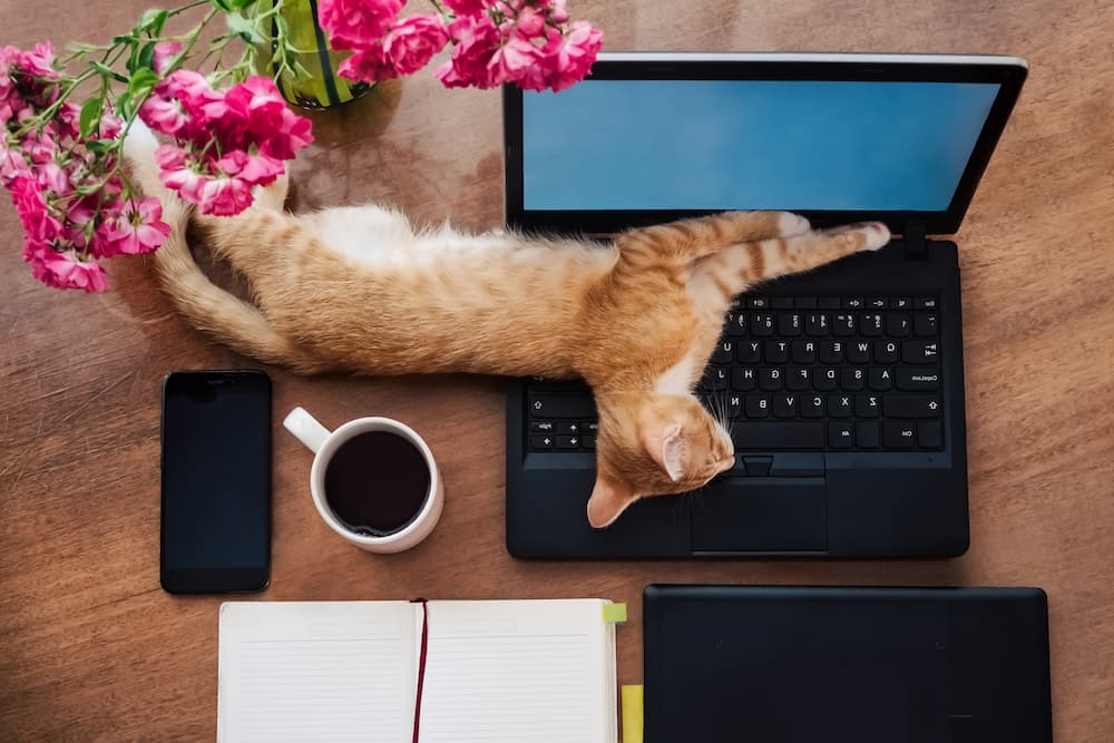 cat napping on laptop