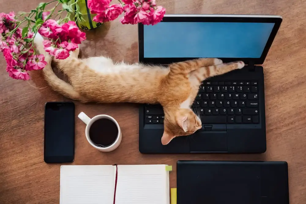 cat napping on laptop