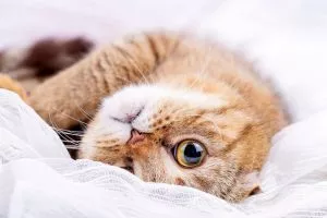 The Healing Power of Cats: Exploring Ancient Traditions