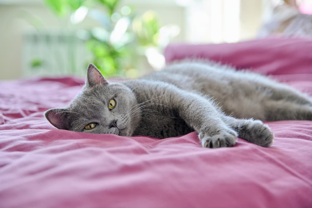 relaxed-purring-gray-cat-lying-on-bed-in-interior-2022-11-29-22-28-48-utc-1